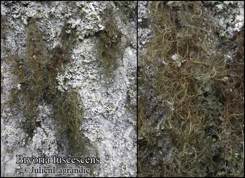 https://www.afl-lichenologie.fr/Photos_AFL/Photos_AFL_B/Bryoria_fuscescens.htm