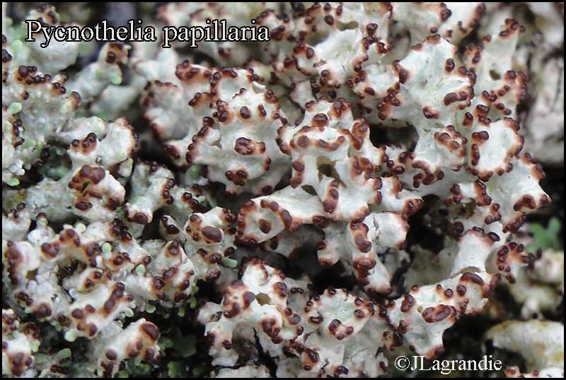 https://www.afl-lichenologie.fr/Photos_AFL/Photos_AFL_P/Text_P/Pycnothelia_papillaria.htm